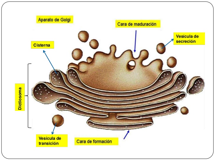 Resultado de imagen para aparato de golgi
