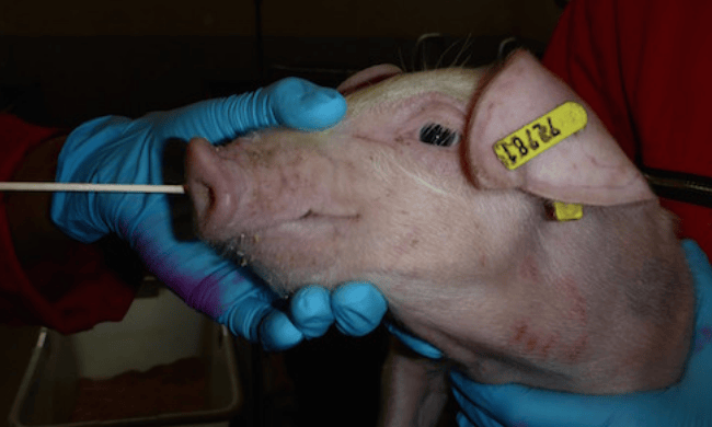 Interactive Map Tracking Swine Flu Across Europe Launched By Ceva Pig.