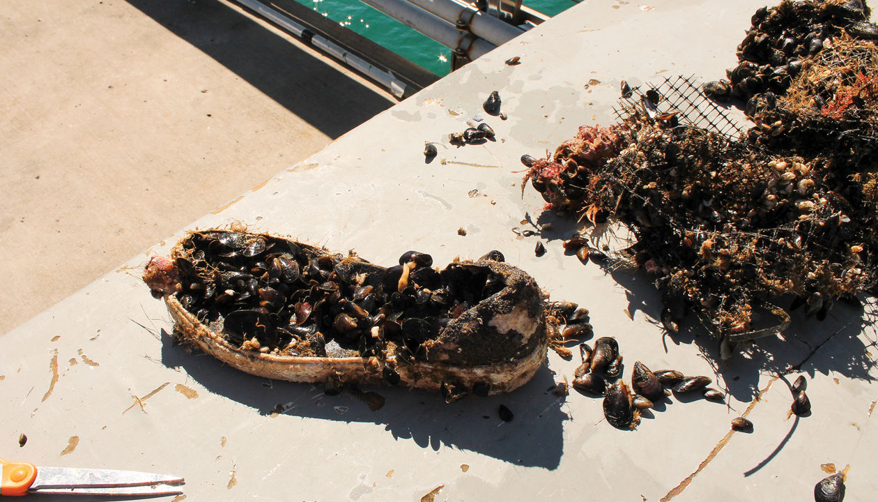 Can Biodegradable Polymers Make Microplastics - Nature Arts - Ultra HD 4K Collection