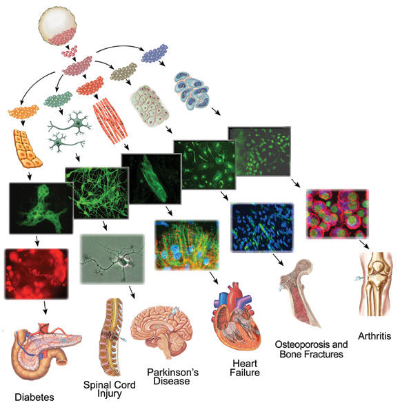 Stem Cells And Sci Rolling Inspiration - Download Stunning City Picture | 8K
