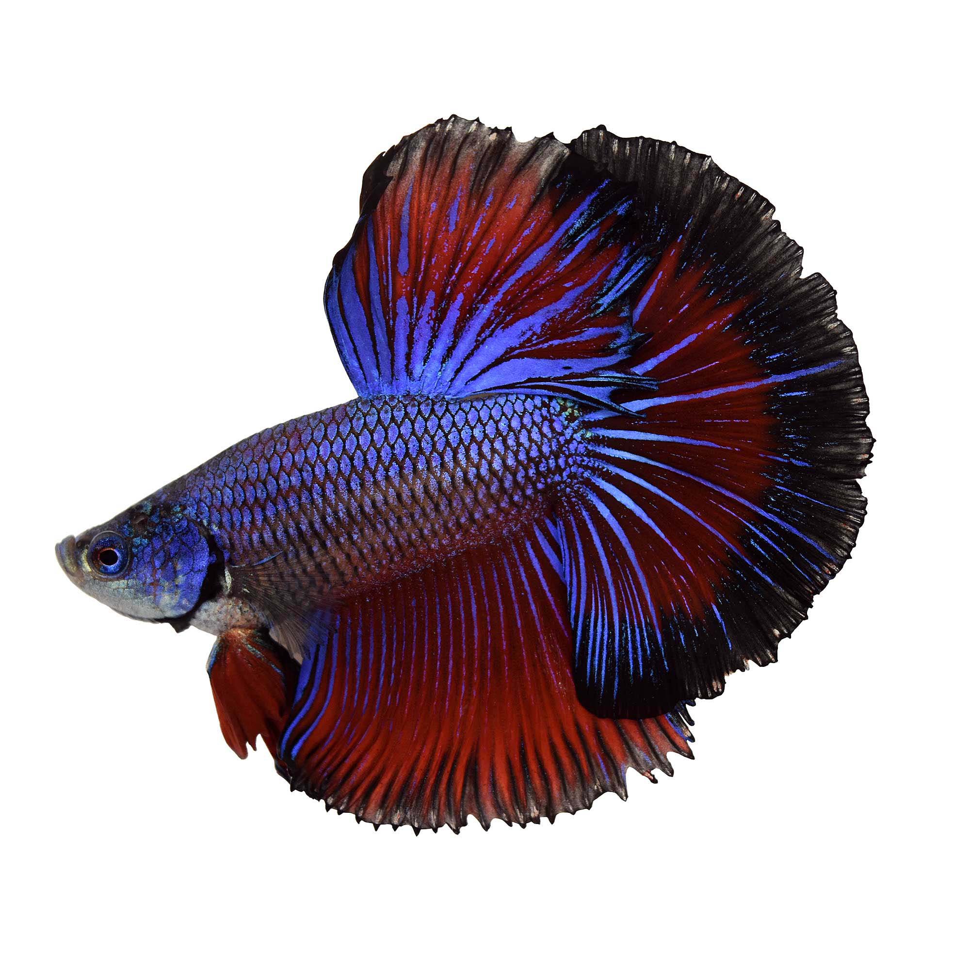 Male halfmoon betta fish