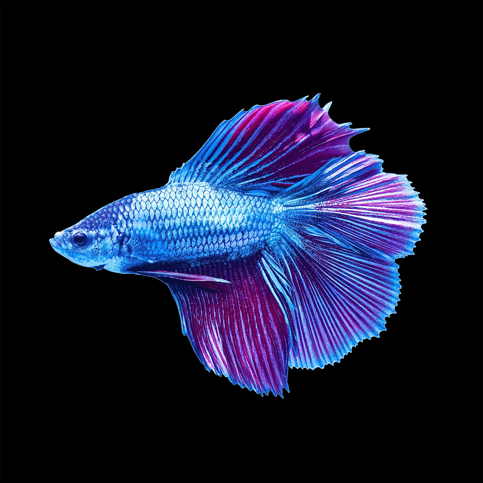 Learn which foods taste better and keep longer if kept at room temperature. Male Halfmoon Doubletail Betta | Petco