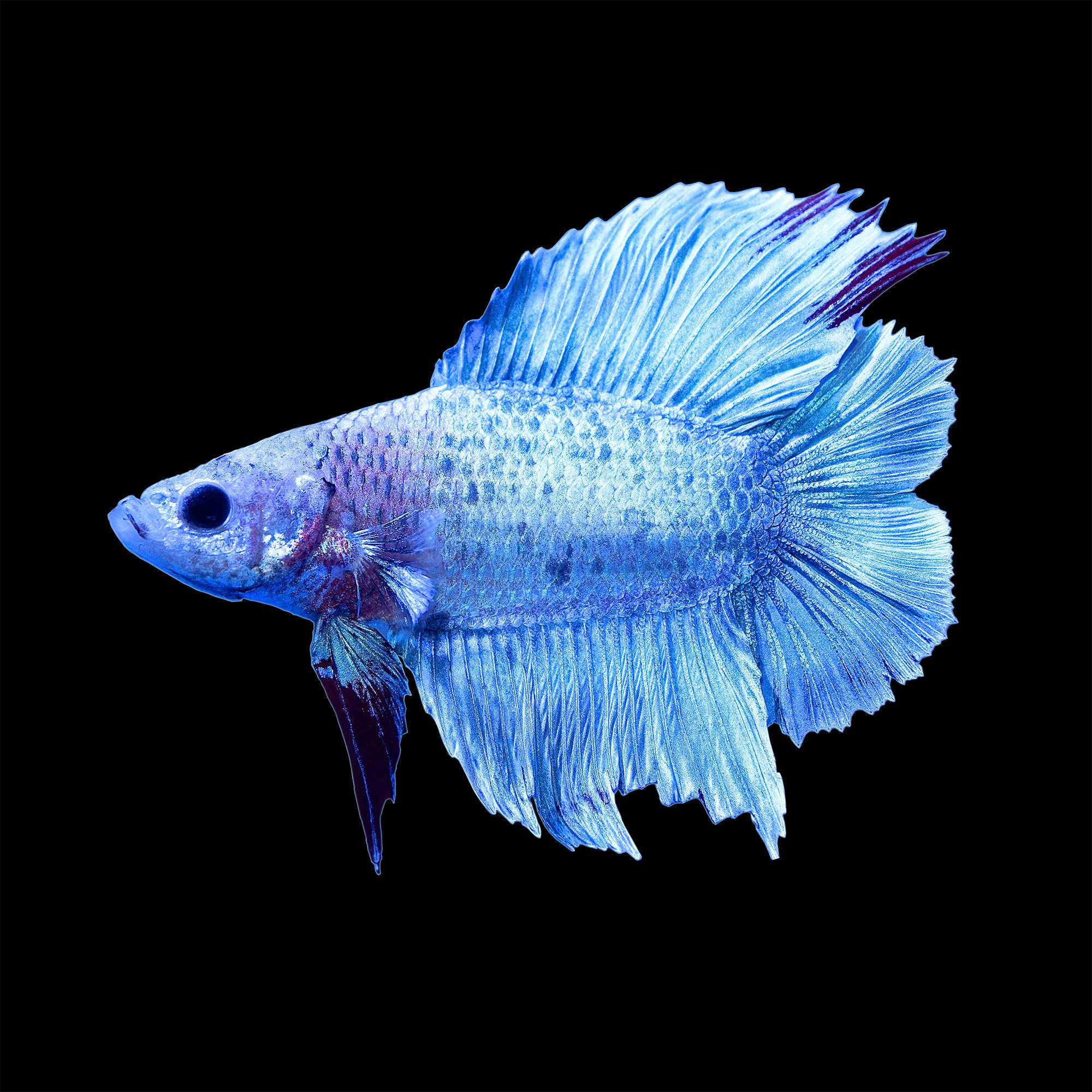 Female betta fish care betta fish care