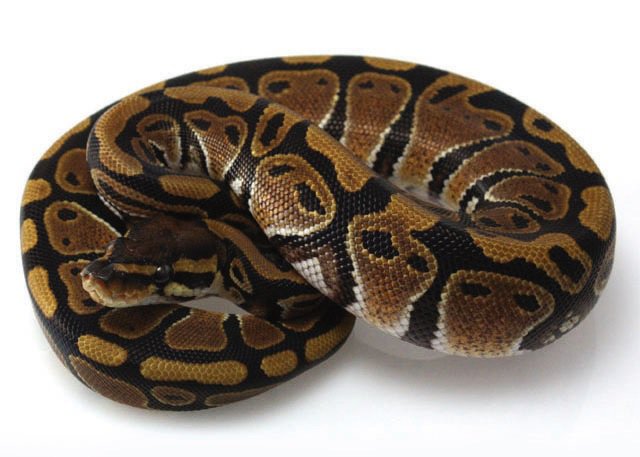 Ball Pythons Facts Ball Python Location Xaky - Best Nature Textures in High Resolution