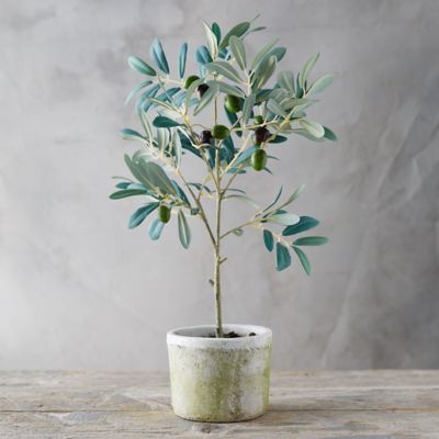 Genius Garden Ideas 10 Landscapes With Olive Trees Gardenista