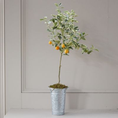 Ripe Cluster Calamondin Orange Citrus Mitis Stock Photo Edit Now 1051205462