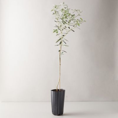 Olive Trees Arbequina 15 20 Feet Black Fruit Zone 7