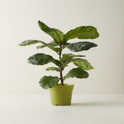 All About The Fiddle Leaf Fig Tree Kikiinteriors Com