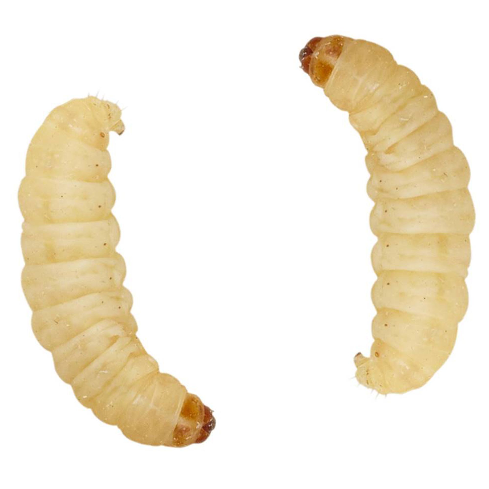 live waxworms reptile food petsmart on buy wax worms near me