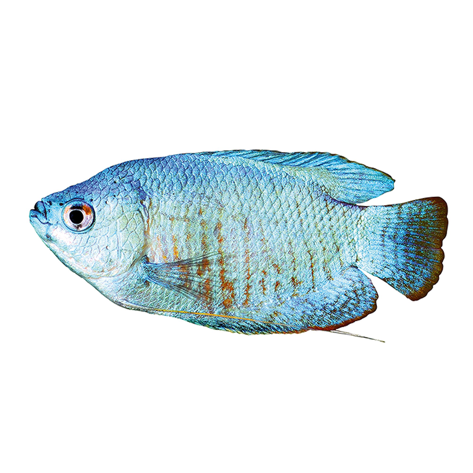 Dwarf Gourami For Sale Live Pet Fish Petsmart Size and Life Span Honey Gouramis may grow to 25 and sometimes even 275 but.