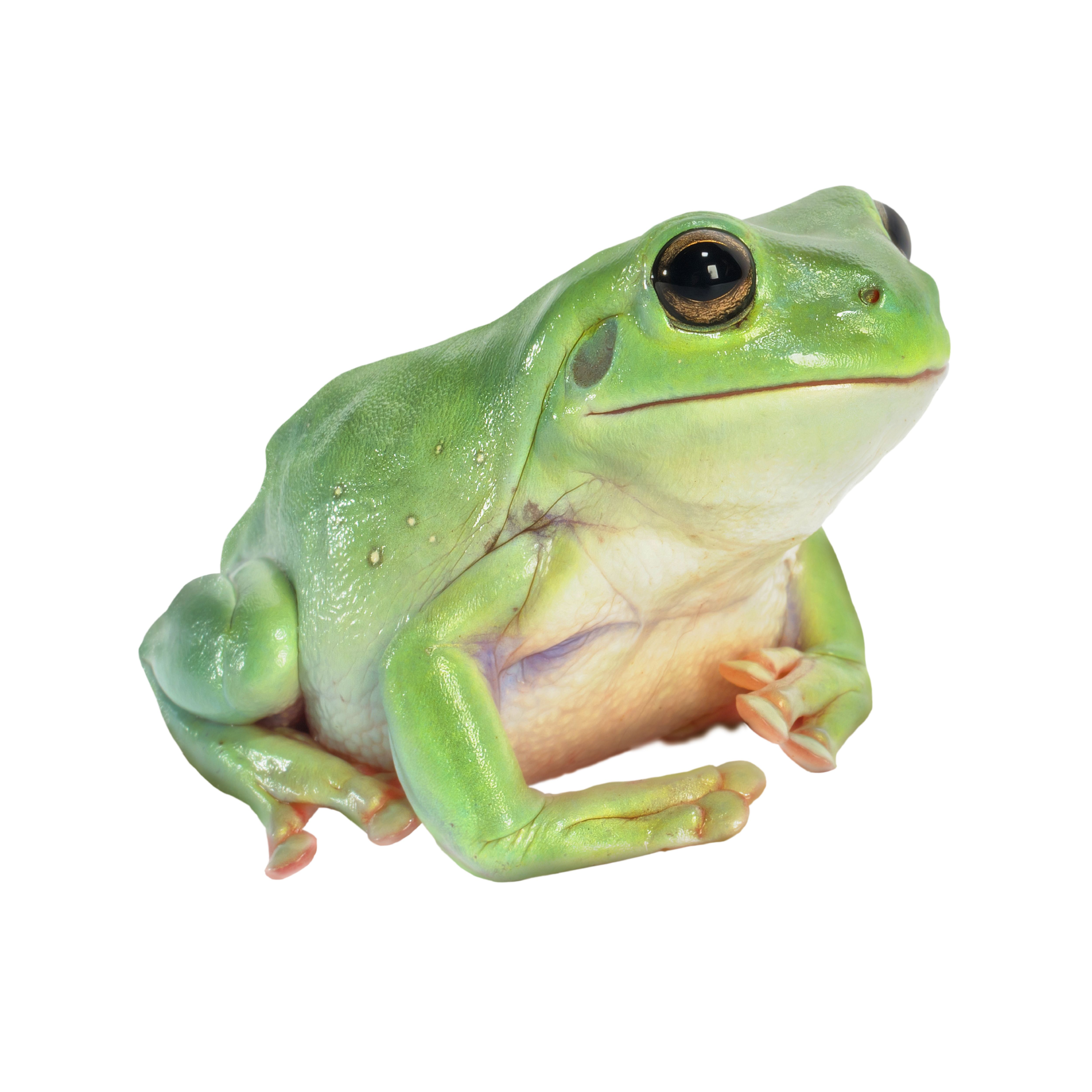 How To Care For Your White S Tree Frogs 7 Steps With Pictures