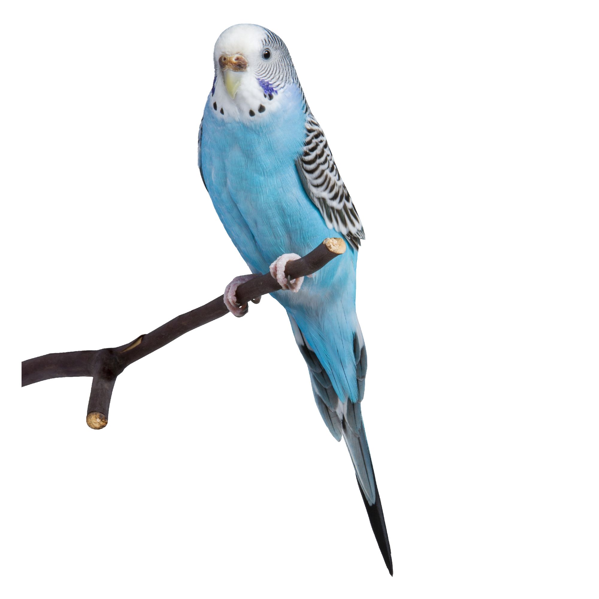 blue parakeet for sale live pet birds petsmart on craigslist tampa pets birds