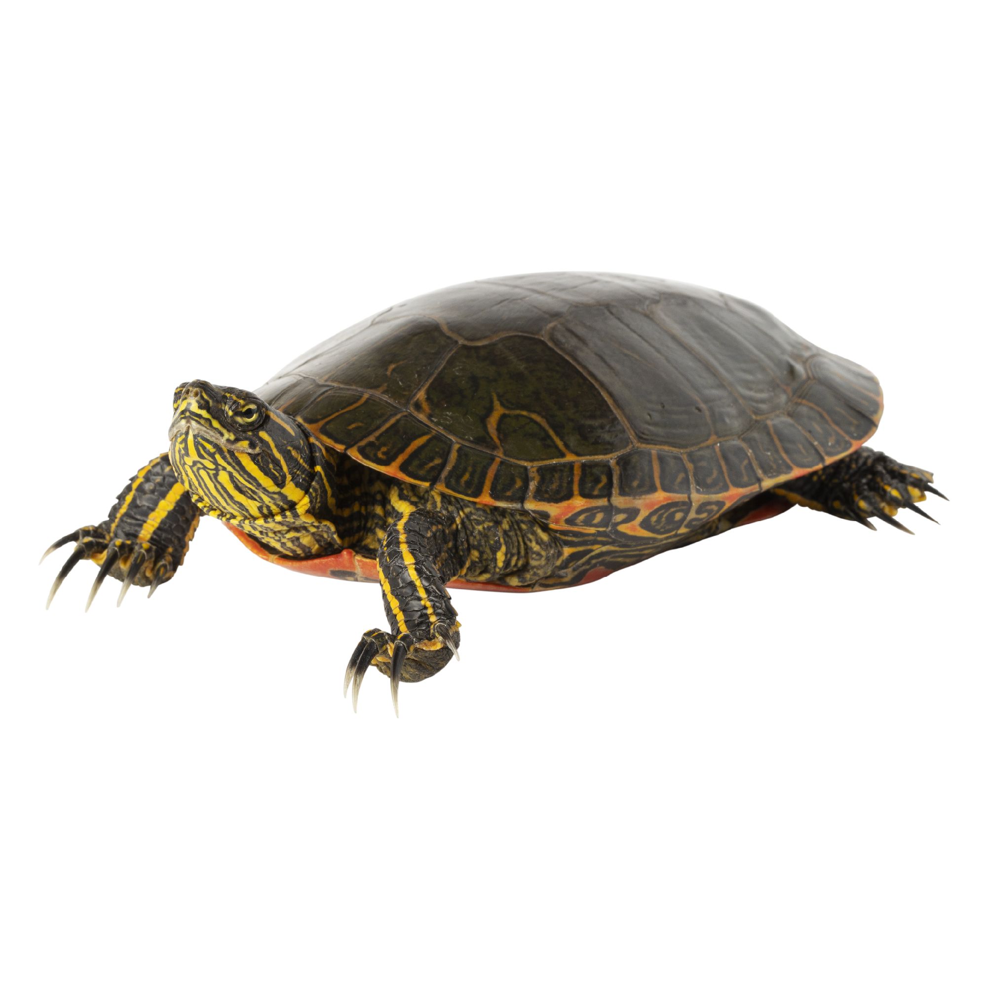 Our furry friends aren’t just, well, friends. Painted Turtle For Sale Live Pet Reptiles Petsmart
