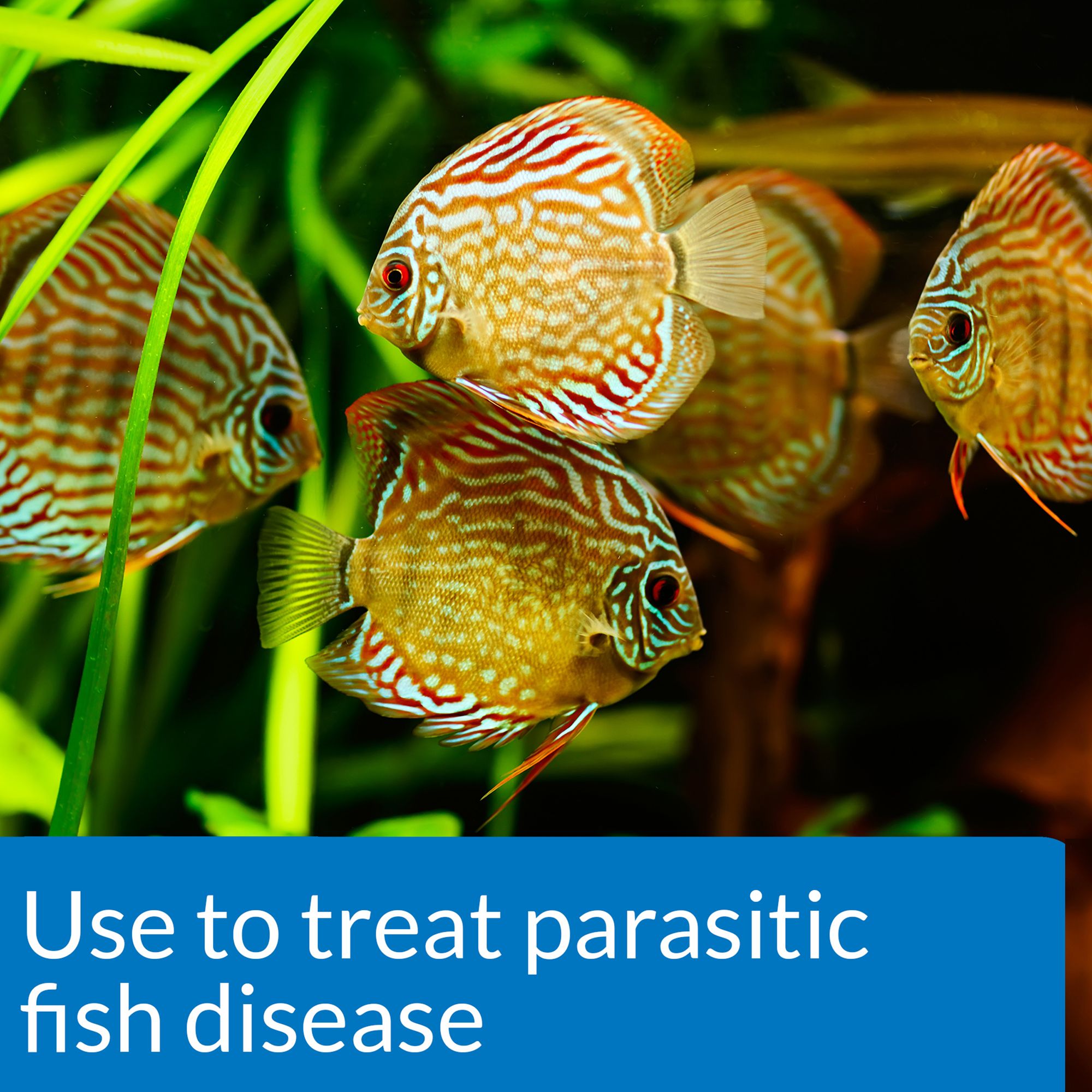 Api Guide Fish Problem Solving General Cure Petmania - Incredible Ocean Photo - Retina