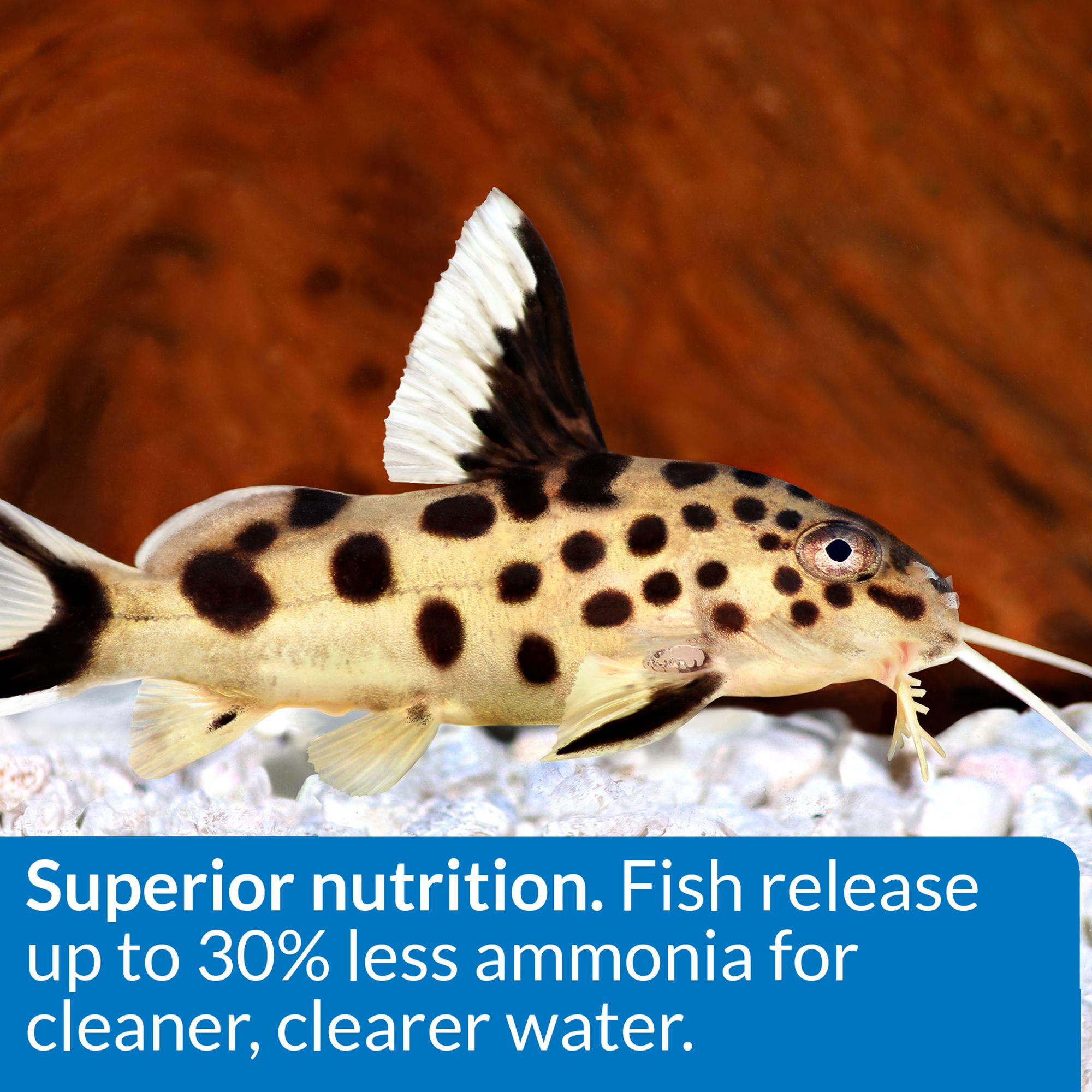 Api Bottom Feeder Shrimp Pellets Review Pet Food Guide - Download Perfect Ocean Picture | Desktop