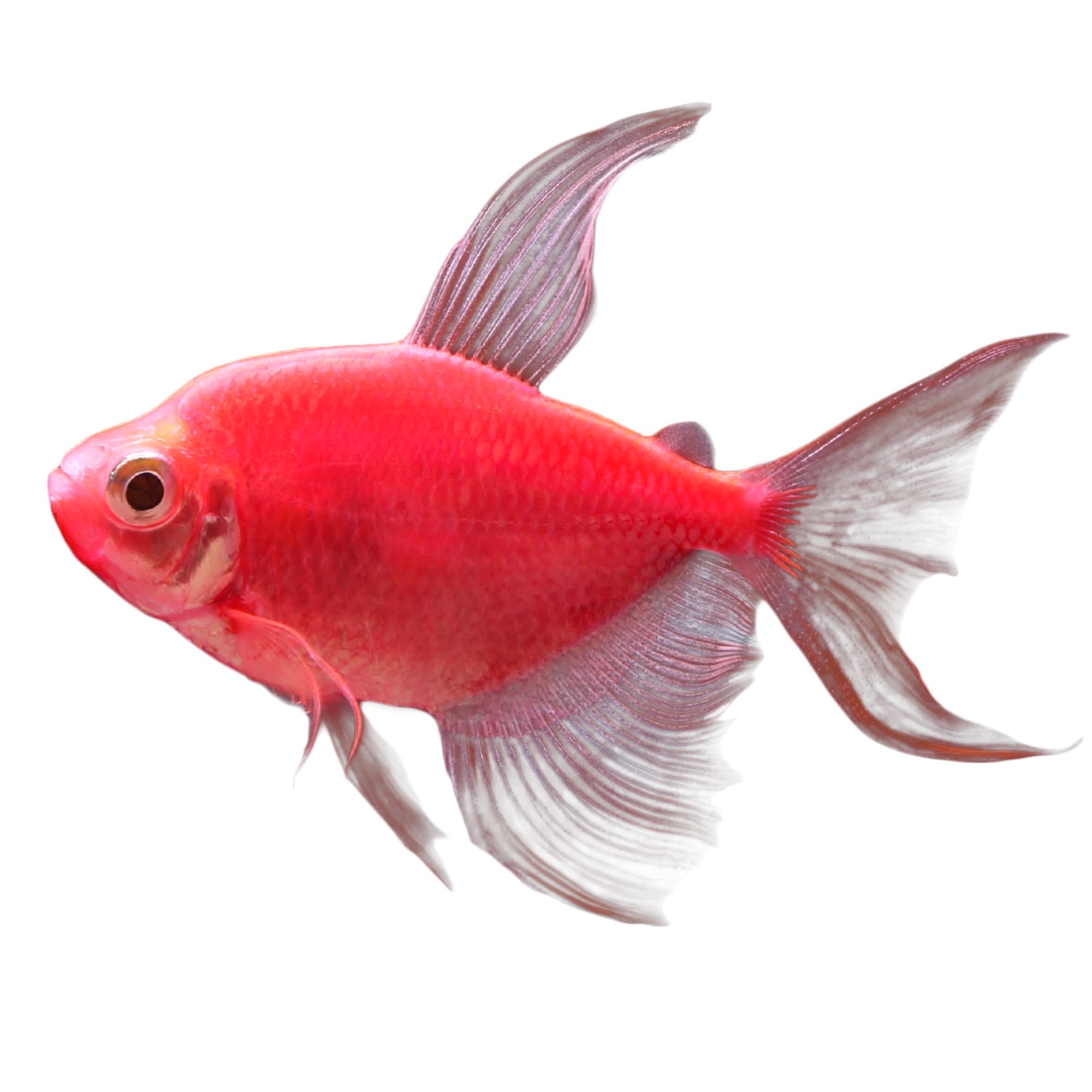 Pet Fish For Sale Tropical And Freshwater Fish Petsmart 