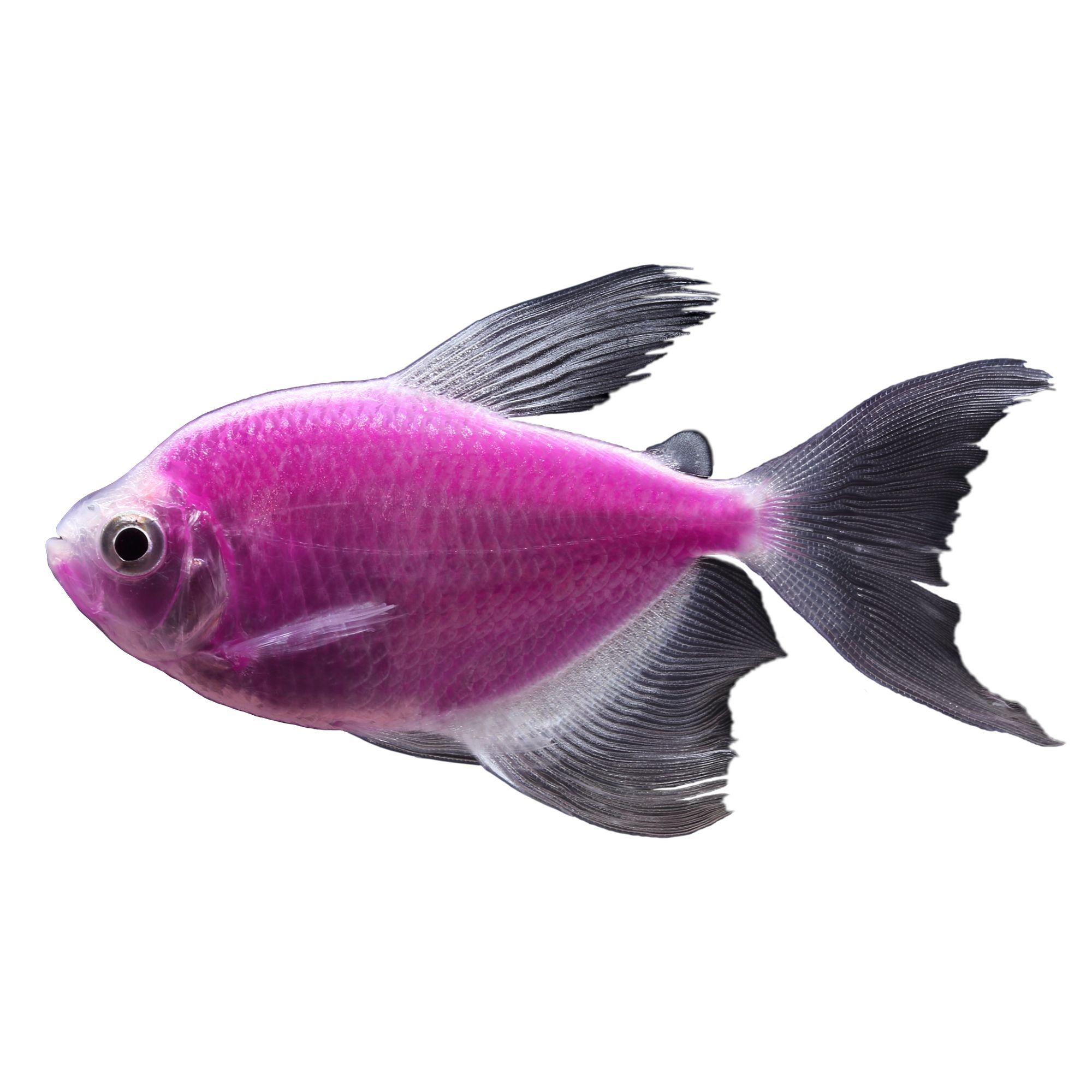 Aquaristsacrosscanada Aquarists Across Canada 