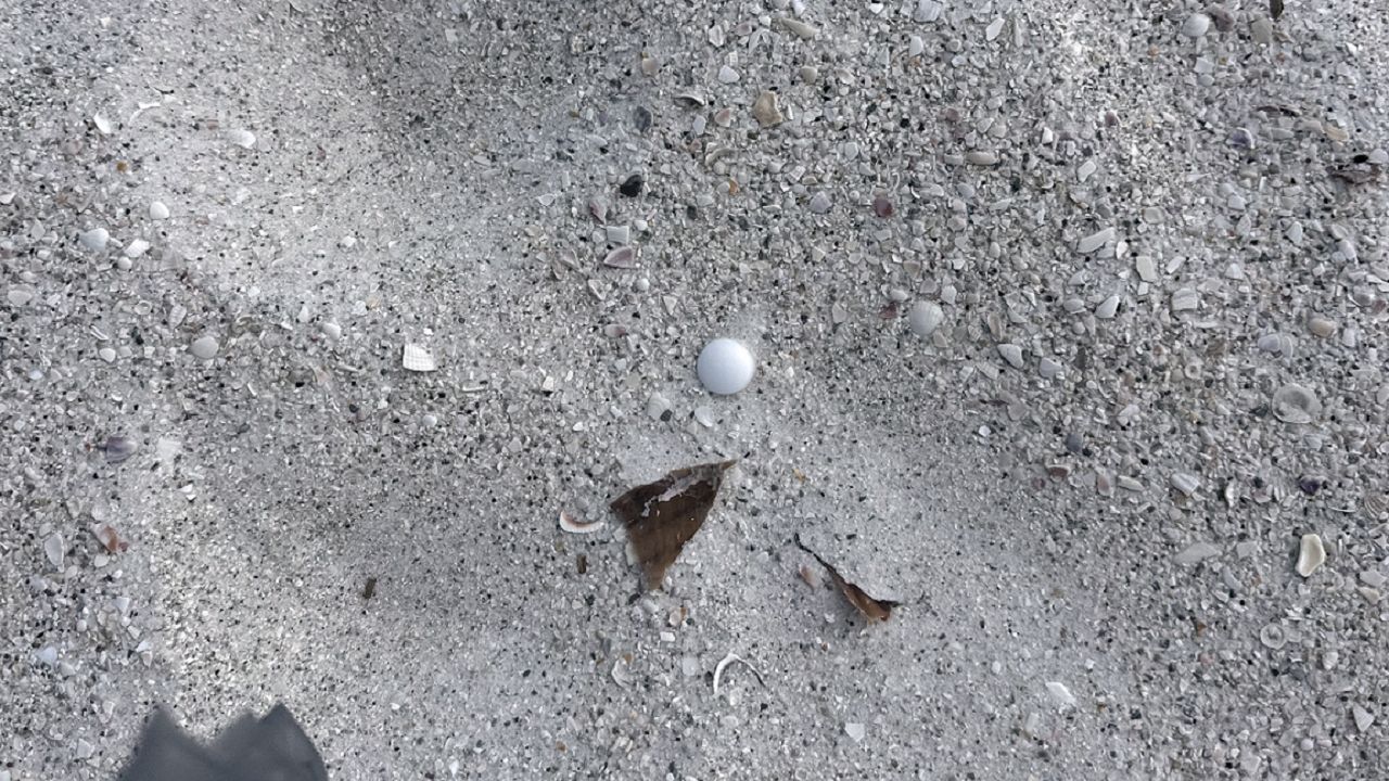 Hotel Owner Arrested for Dumping Toxic Mothballs on St. Pete Beach – Environmental Crime Exposed! (2026)