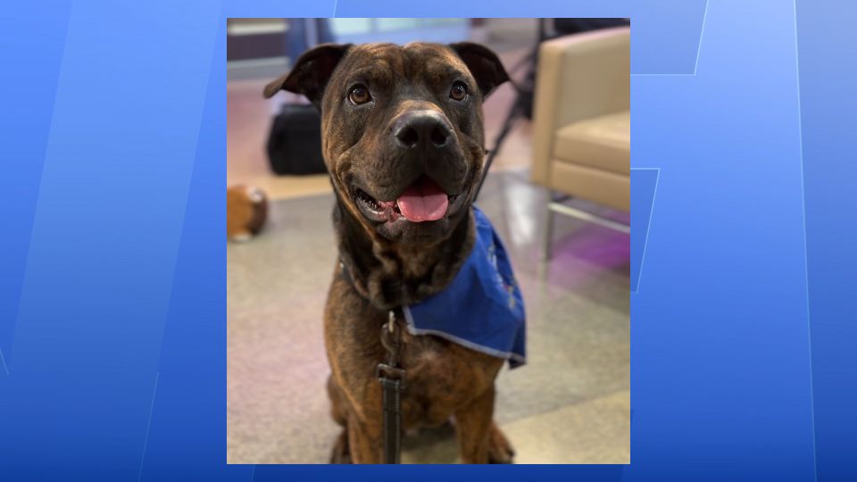 New york state animal shelters rehoming animals to renovate