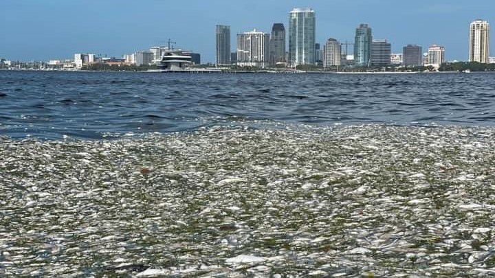red tide tampa florida local news spectrum bay news 9 on is st pete beach safe from red tide