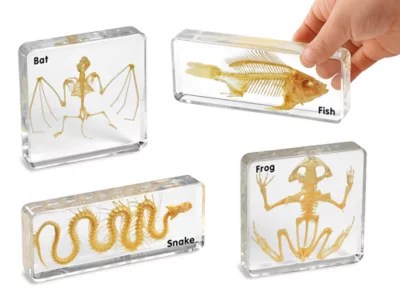 Have some halloween fun with your preschool and elementary . Easy View Animal Skeleton Set At Lakeshore Learning