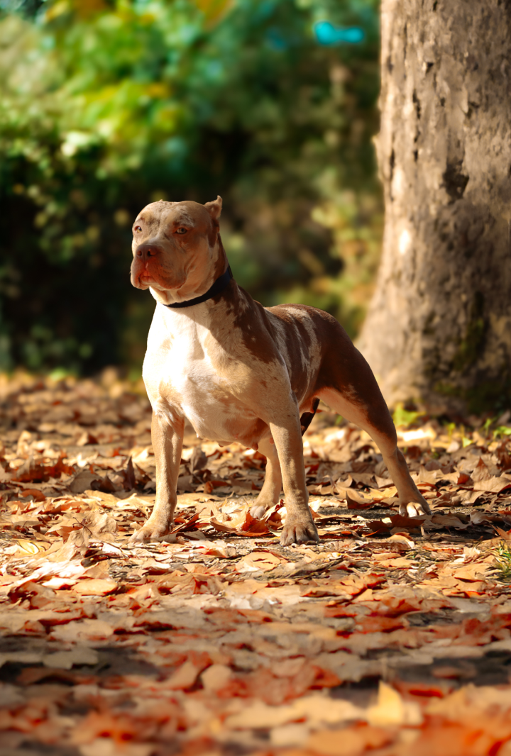american bully xl