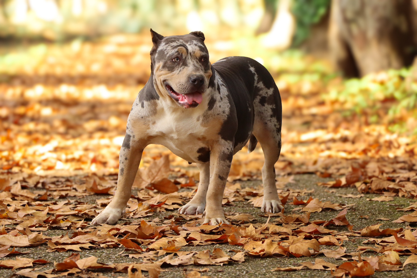 american bully xxl