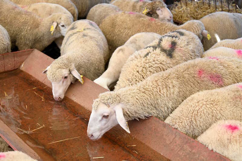 ارتفاع أسعار خرفان التسمين والنعاج يضغط على مربي الماشية بالمغرب