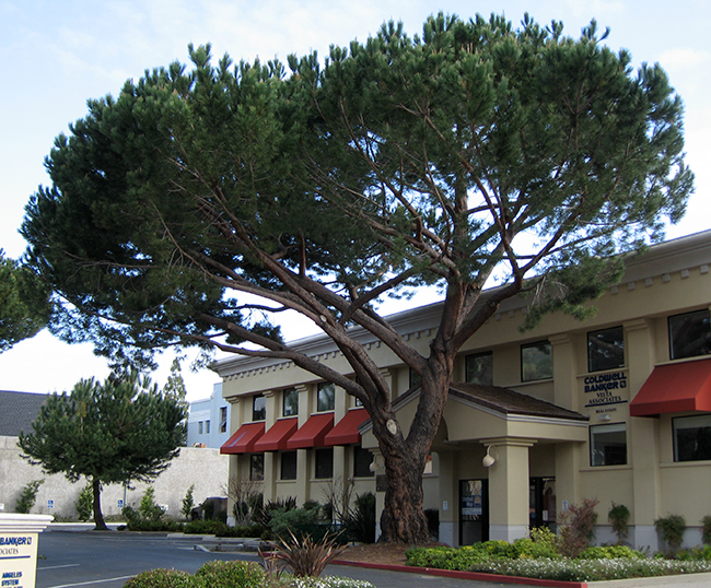 Pinus pinea - Italian stone pine - SelecTree