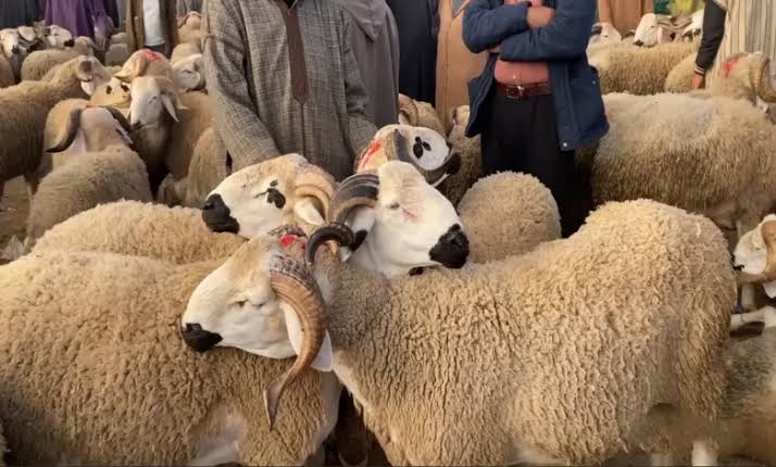 جهة الشرق تكثف استعداداتها لتأمين وفرة الأضاحي وضمان السلامة الصحية قبل عيد الأضحى