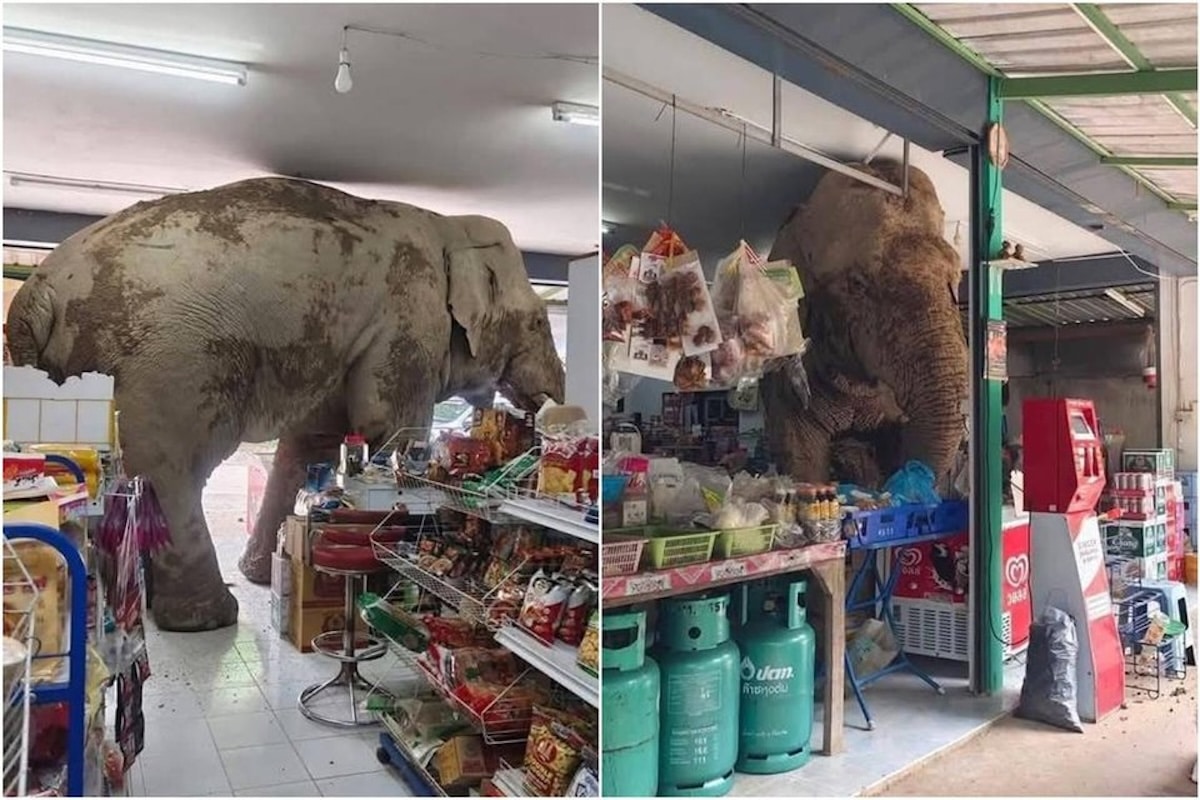 wild elephant visit Thai grocery store