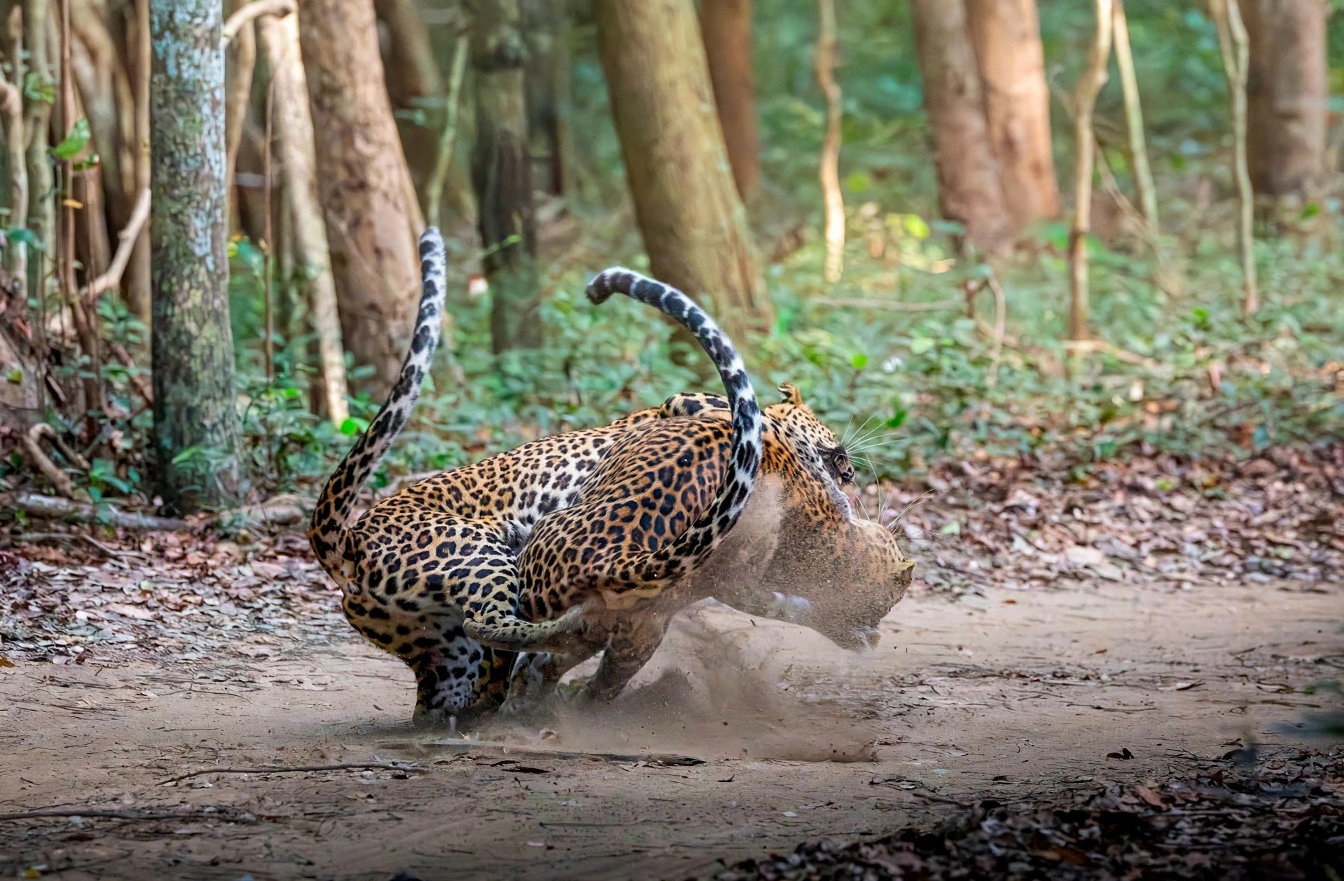Leopard