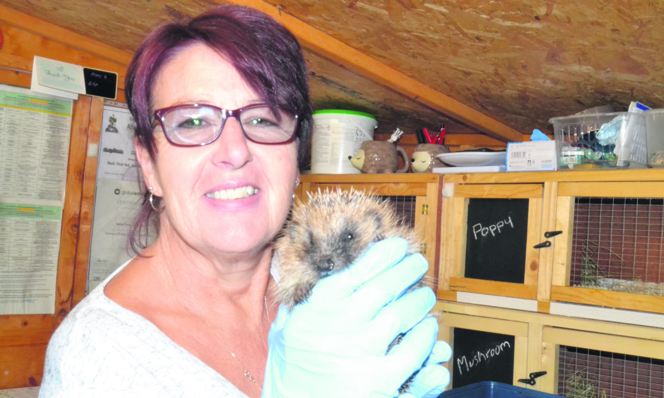 Home for hedgehogs makes an appeal for new incubator