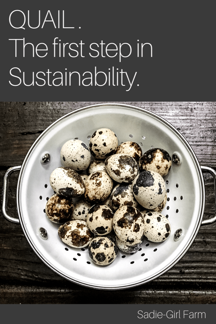 Everything you need to know to get started raising quail