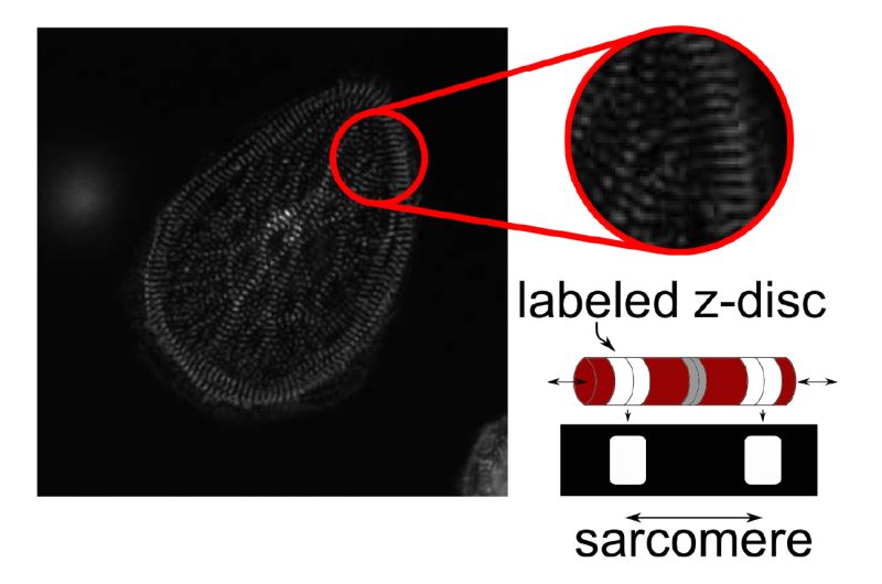 Github Saeedmhz Multires Wnet - Classic Geometric Pattern - Full HD
