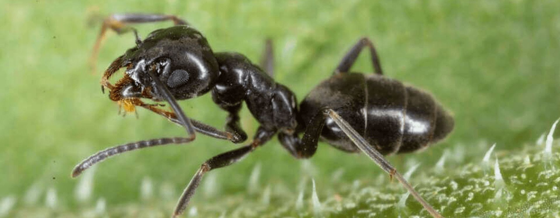 Denver pest control