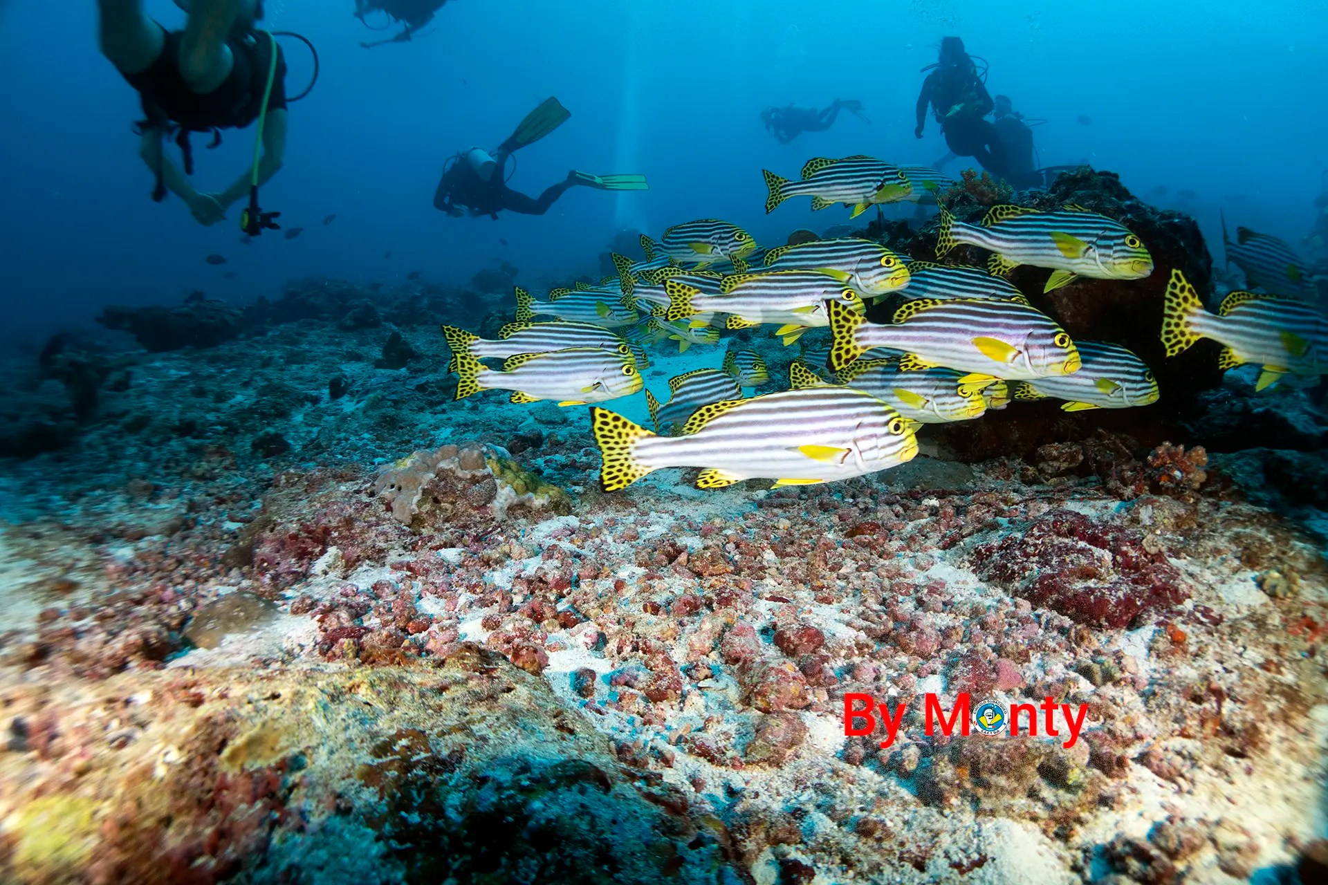 Gruppo di pesci in immersione alle Maldive.