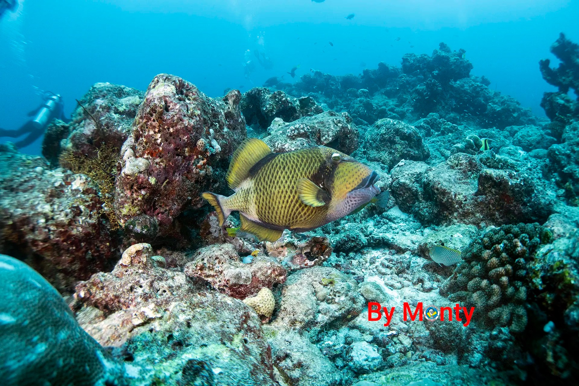 Pesce balestra in immersione alle Maldive.