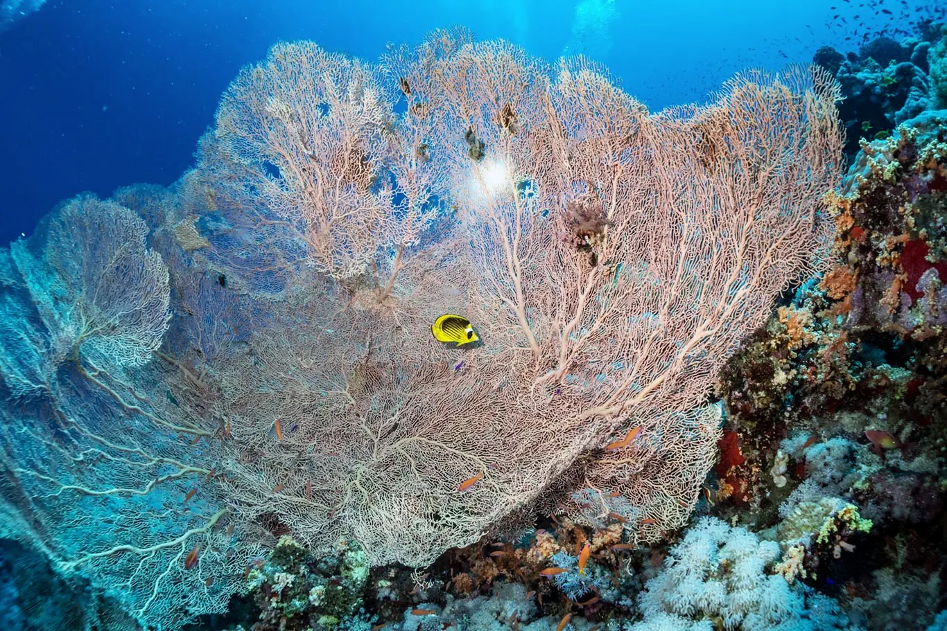 La vita sottomarina in Mar Rosso.