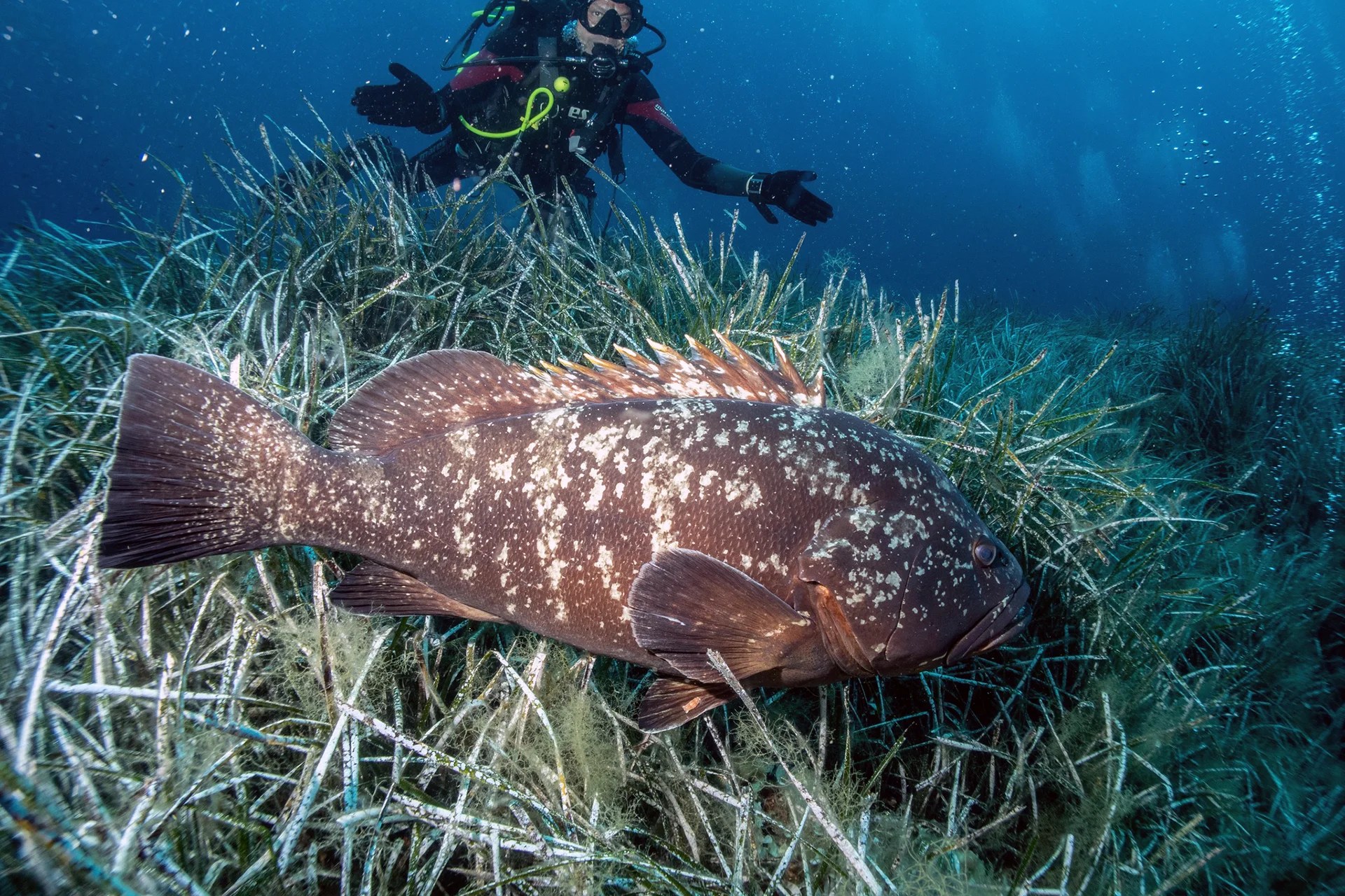 Cernia a Pianosa, su prateria di posidonia.