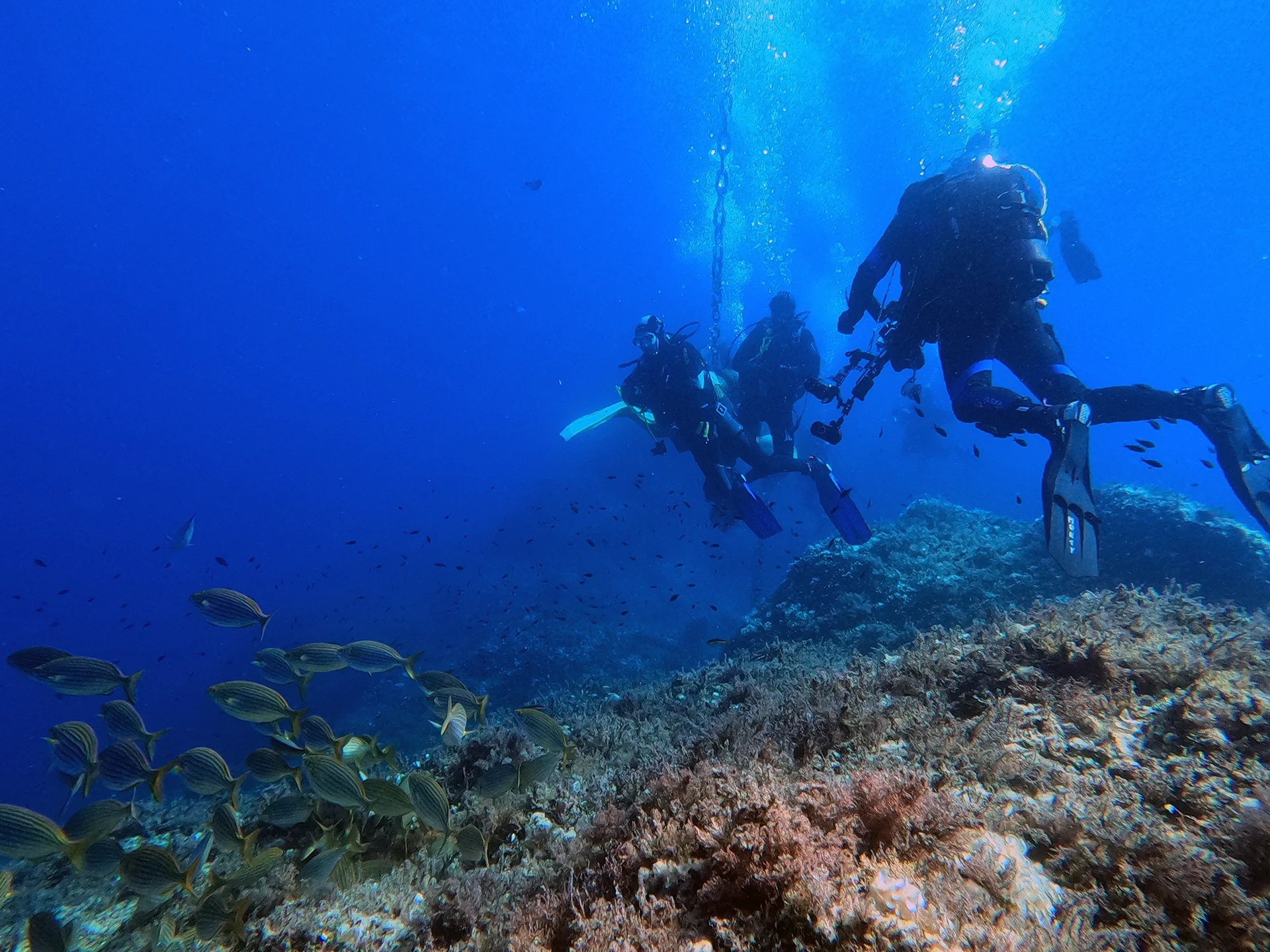 I fondali dell'Elba con i sub