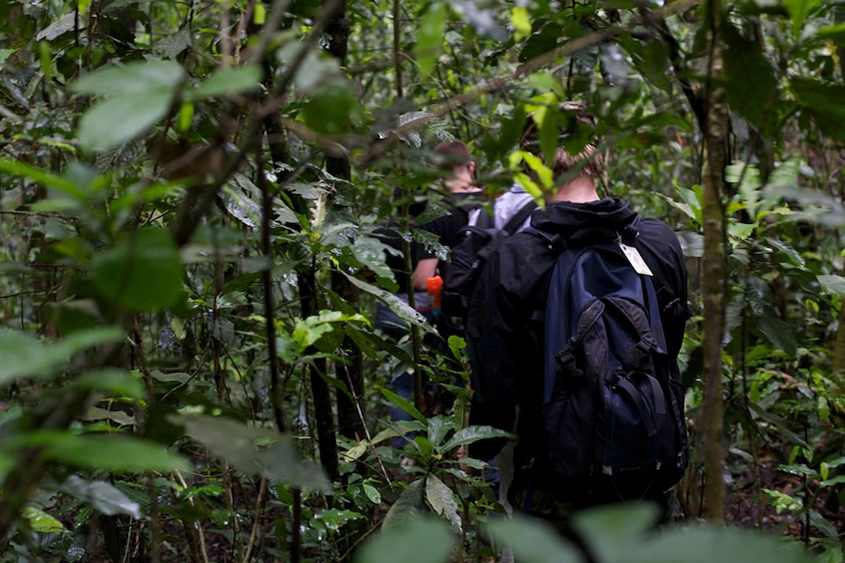 Gorilla Trekking in Bwindi