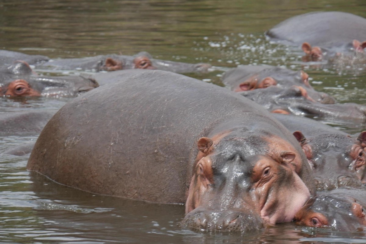 Hippos on African Adventure with safari56