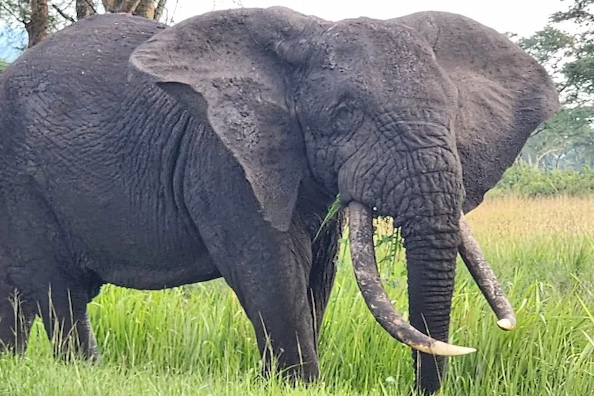10-Day Uganda Trekking Adventure & wildlife Safari