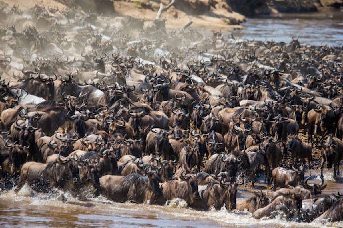 Serengeti & Masai Mara Migration Safari