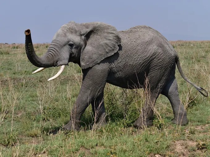 Customized Safari Packages