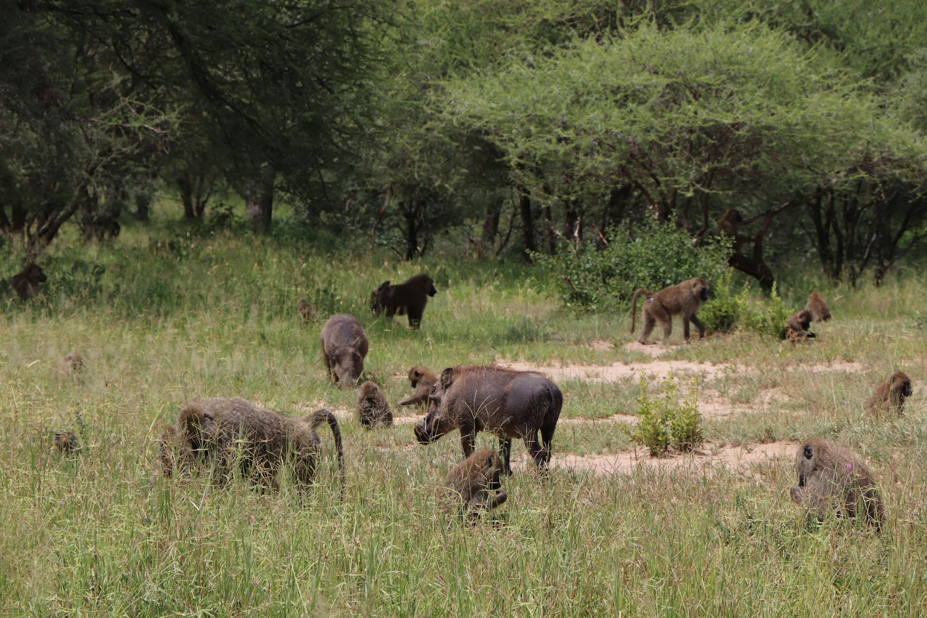 Warthog and monkeys grazing together