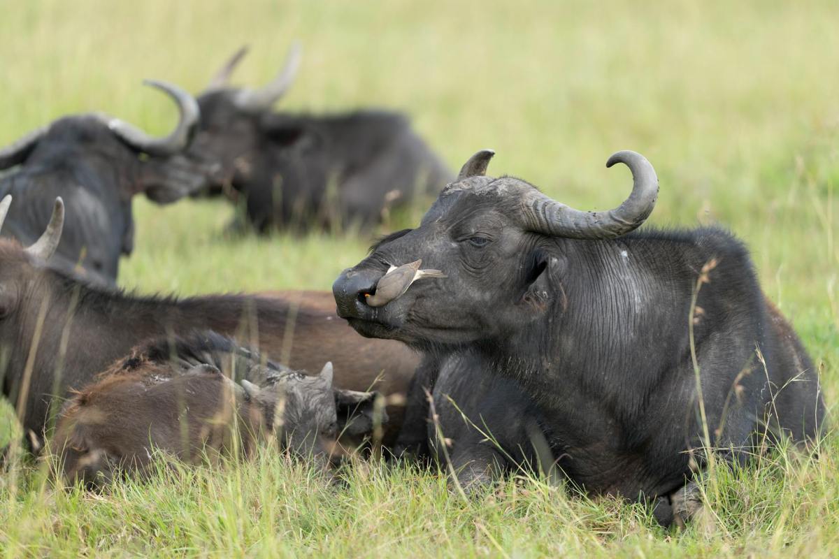 african buffalos grazing in narok kenya