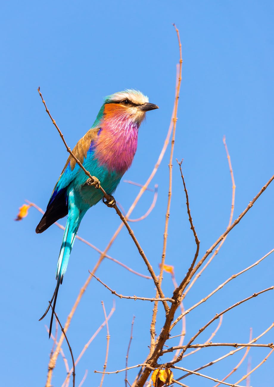 lilac breasted roller bird on leafless tree branch