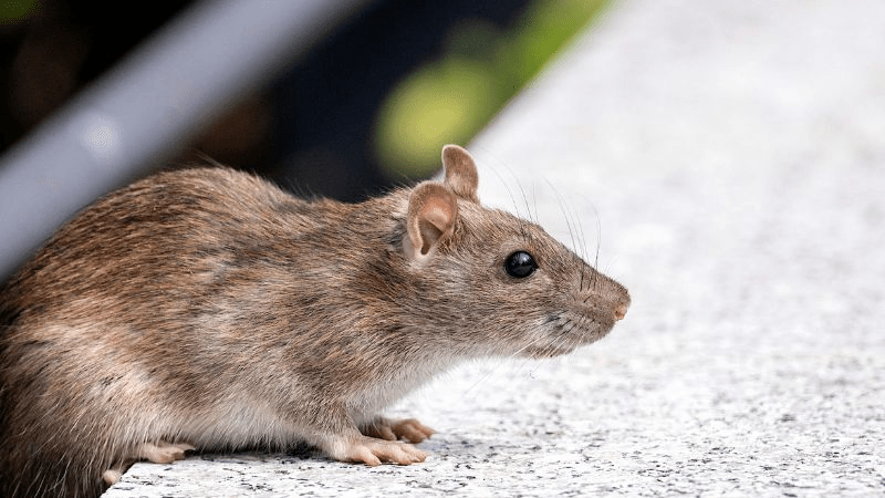 Top 10 Pest Issues in Jersey City Apartments and How to Prevent Them
